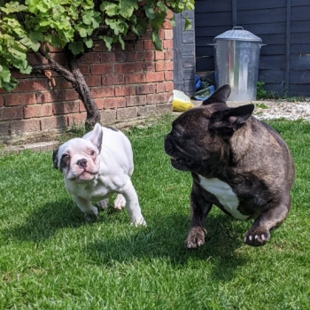 We have used Walkies of Aylesbury for the last 5 years. Adele is such a lovely lady, she works with us to make sure our Frenchie is well cared for, she always adapts depending on the temperature (fenchie thing)and is happy to just do a wee visit and quick garden play when it´s too hot. We know