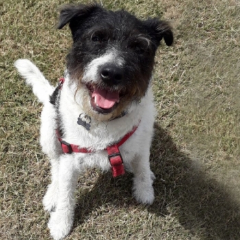 Good reliable dog walker. Our Patterdale terrier is always pleased to see Adele and returns home tired yet satisfied. Would highly recommend. Martin, Aylesbury,