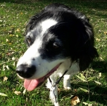 I’m so glad to have found Adele and so is our Spaniel Jake. He loves his walks and is so pleased to see her and always comes back tired out! Thanks Rita, Aylesbury.